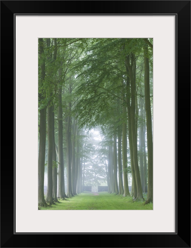 Mature Beech tree avenue, Cotswolds, Gloucestershire, England. Summer (June)