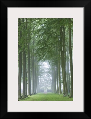 Mature Beech tree avenue, Cotswolds, Gloucestershire, England