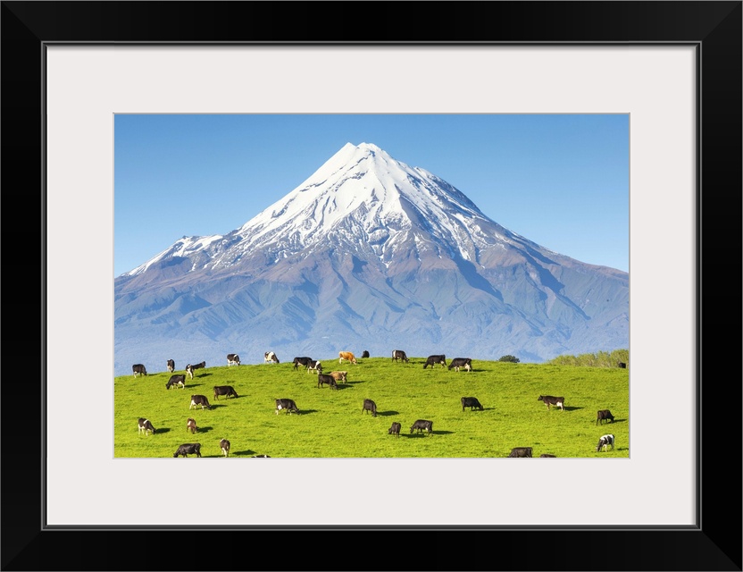 Mount Taranaki (Egmont) and grazing dairy cows, Taranaki, North Island, New Zealand