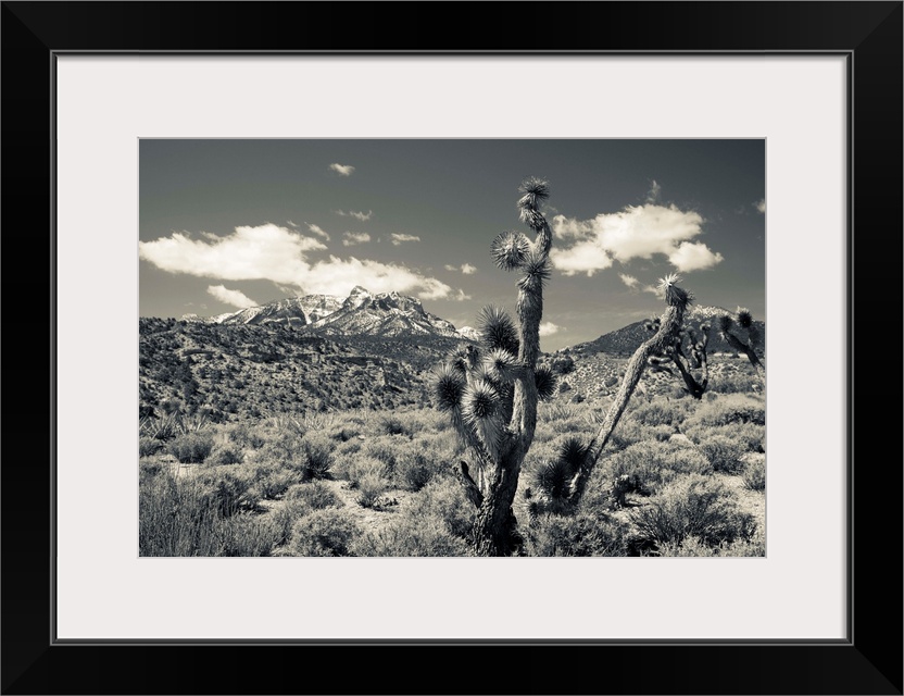 USA, Nevada, Las Vegas Area, Mt. Charleston, mountain landscape