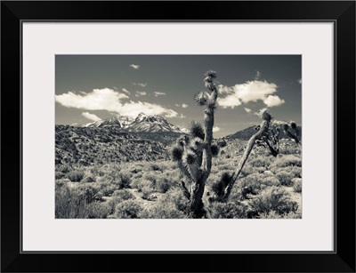 Nevada, Las Vegas Area, Mt. Charleston, mountain landscape