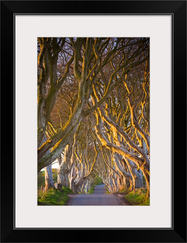 United Kingdom, Northern Ireland, County Antrim, Stranocum. The Dark Hedges are a magnificent avenue of Birch trees plante...