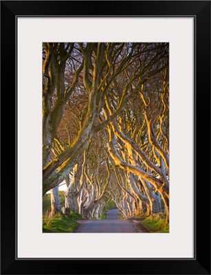 Northern Ireland, County Antrim, Stranocum, The Dark Hedges