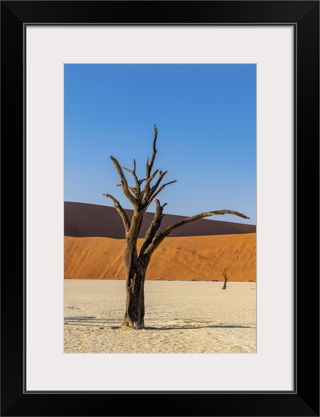 Old dead tree, Deadvlei, Namib-Naukluft National Park, Sesriem, Namibia