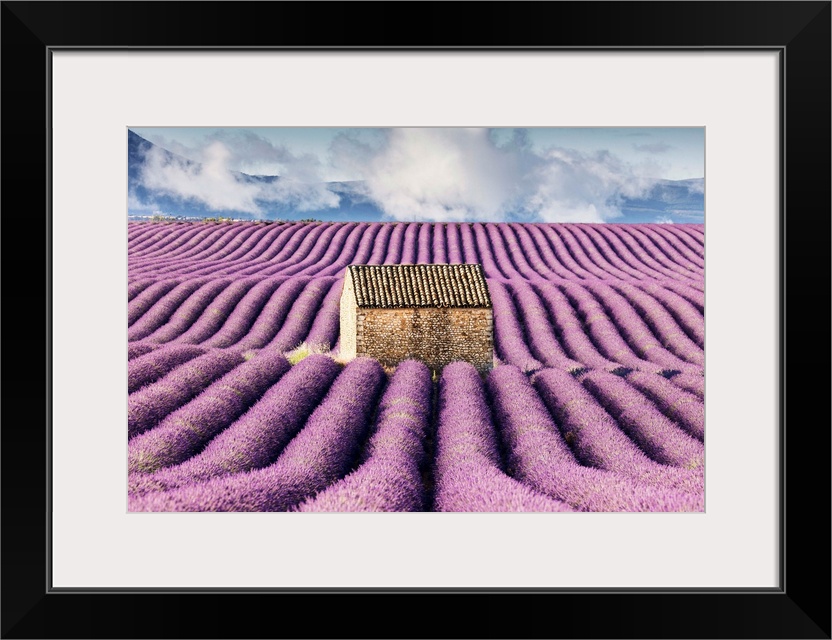 France, Provence Alps Cote d'Azur, Haute Provence, old stone barn surrounded by rows of lavender on Valensole plateau