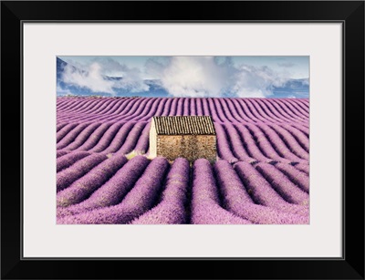 Old stone barn surrounded by rows of lavender on Valensole plateau