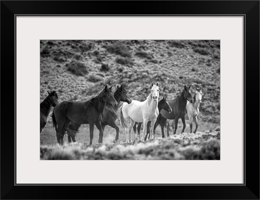 South America, Patagonia, Argentina, Santa Cruz, wild horses near Cueva de los Manos.