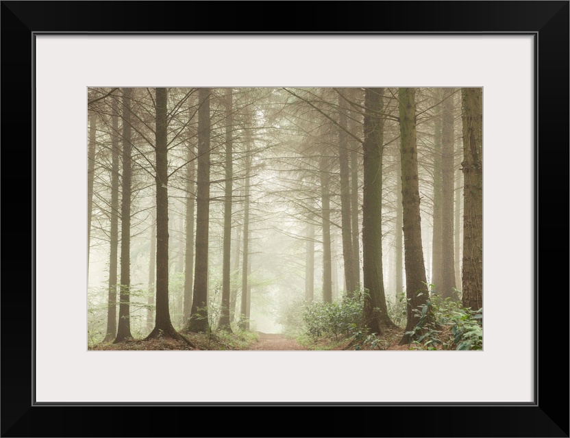 Path leading through a misty coniferous woodland, Devon, England.