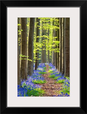 Path Through Bluebell Flowers And Beech Forest, Hallerbos Forest, Belgium