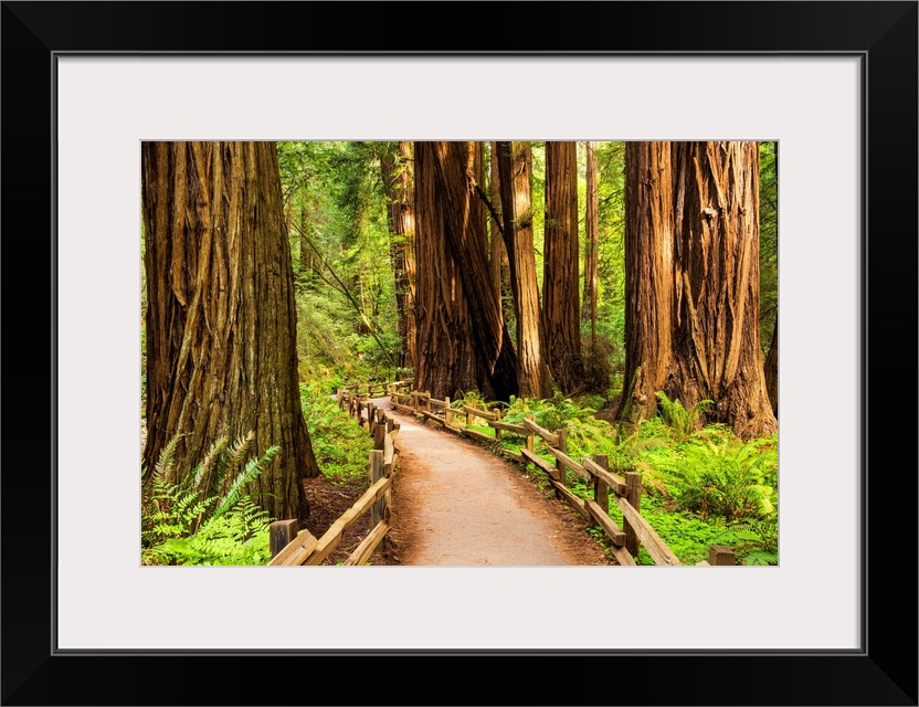 Path Through Giant Redwoods, Muir Woods National Monument, California, Usa