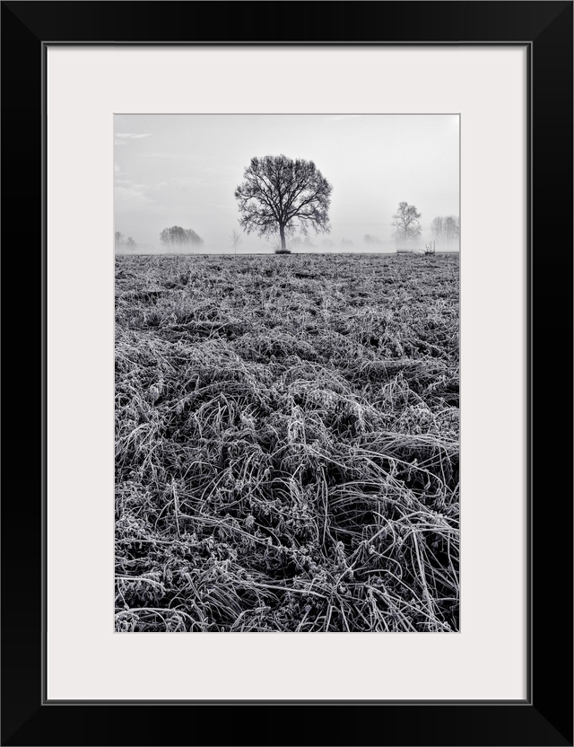 Piedmont Plain, Turin District, Piedmont, Italy, Winter Air Frost In The Piedmont Plain.