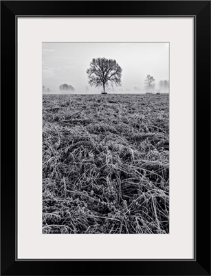 Piedmont Plain, Turin District, Piedmont, Italy, Winter Air Frost In The Piedmont Plain