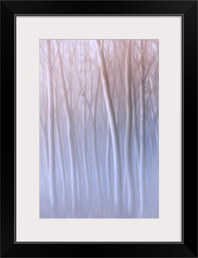 Plain Piedmont, Turin District, Piedmont, Italy, Abstract Poplars In The Piedmont Plain.