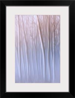 Plain Piedmont, Turin District, Piedmont, Italy, Abstract Poplars In The Piedmont Plain