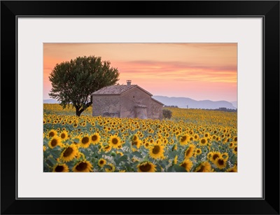 Provence, Valensole Plateau, France, Lonely farmhouse in a field full of sunflowers