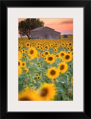 Provence, Valensole Plateau, France,. Lonely farmhouse in a field full of sunflowers