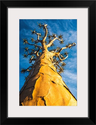 Quiver Tree (Aloe Dichotoma), Keetmanshoop, Namibia, Africa.