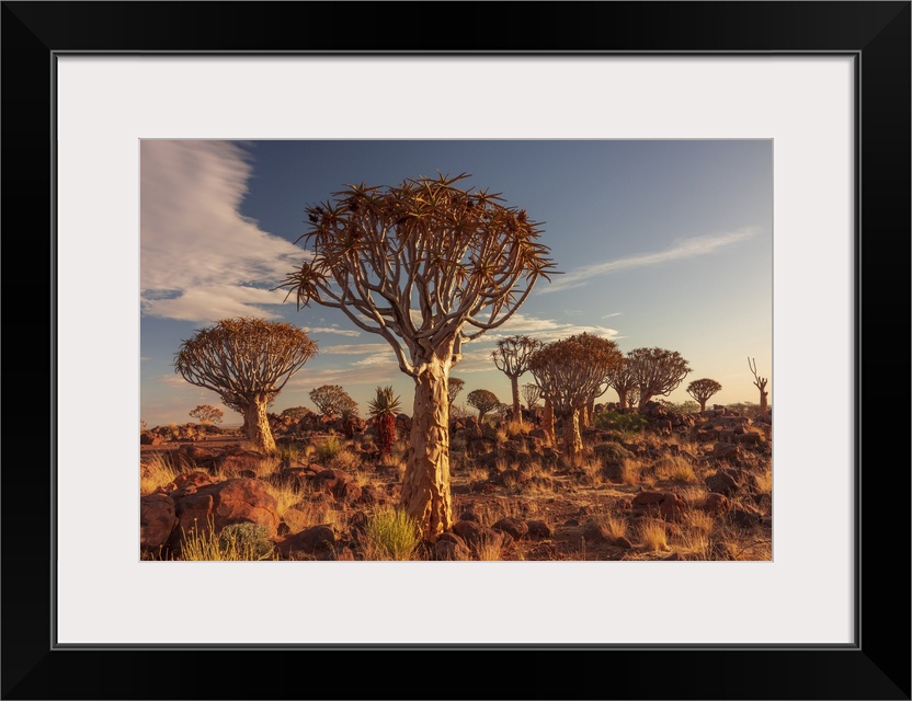 Namibia, Quiver tree (Kokerboom) at sunset - Namibia, Karas, Keetmanshoop, Giants Playground - Namib