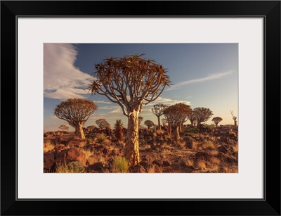 Quiver Tree At Sunset, Namibia