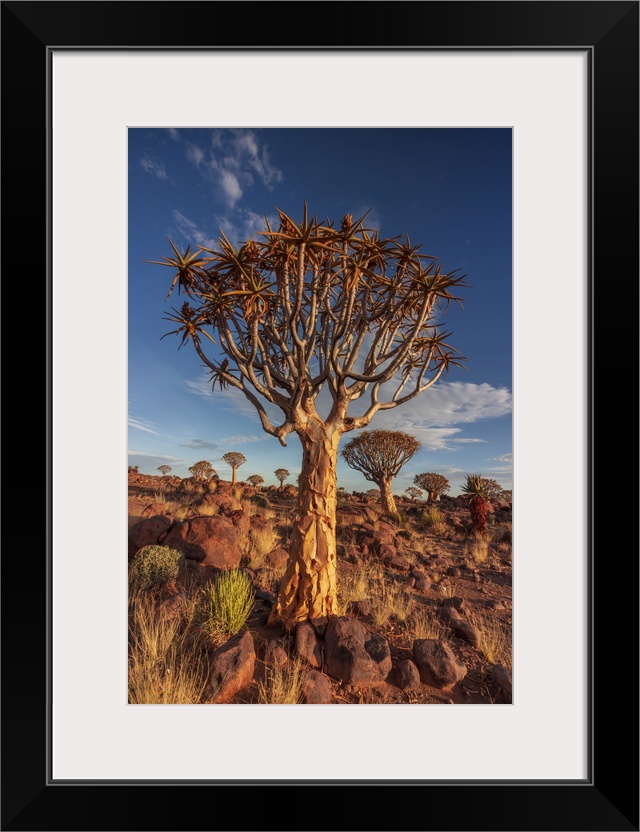 Namibia, Quiver tree (Kokerboom) at sunset - Namibia, Karas, Keetmanshoop, Giants Playground - Namib