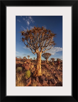 Quiver Tree At Sunset, Namibia