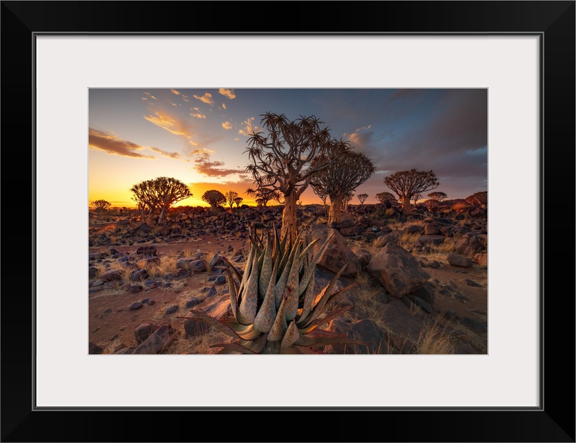 Namibia, Quiver tree (Kokerboom) at sunset - Namibia, Karas, Keetmanshoop, Giants Playground - Namib