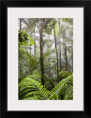 Rainforest, Eungella National Park, Australia