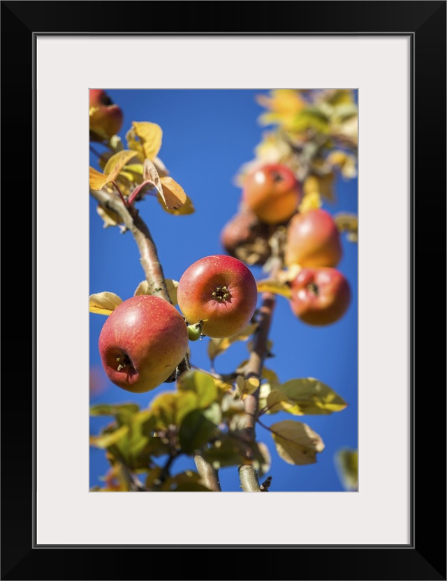 Ripe apples in the orchard meadows near Engenhahn, Niedernhausen, Hesse, Germany