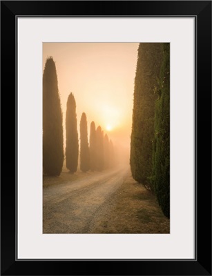San Quirico d'Orcia, Siena, Tuscany, Italy, Cypress In San Quirico