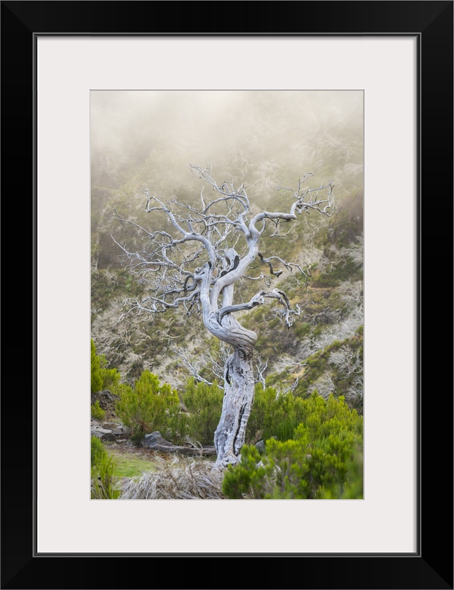 Single dried bare tree along trail to Pico Ruivo, Santana, Madeira, Portugal