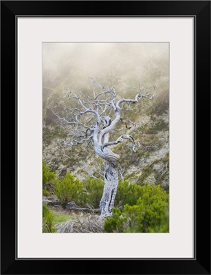 Single Dried Bare Tree Along Trail To Pico Ruivo, Santana, Madeira, Portugal