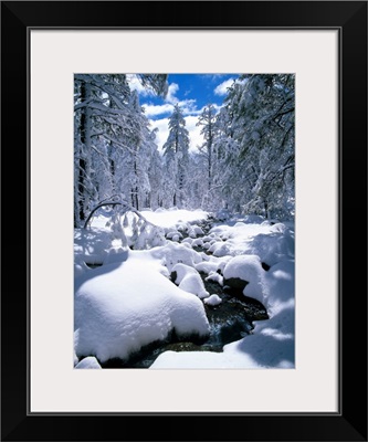 Snow-Covered Pine Trees And Stream, Flagstaff, Arizona, USA