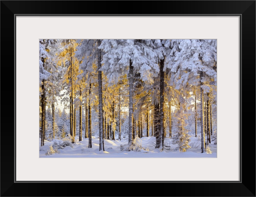 Snow-covered spruce forest in evening light, Fichtelberg, near Oberwiesenthal, Ore Mountains, Erzgebirge, Saxony, Germany,...