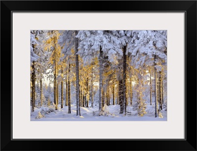 Snow-Covered Spruce Forest In Evening Light, Ore Mountains, Erzgebirge, Saxony, Germany