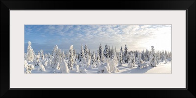 Snow covered trees, Riisitunturi National Park, Lapland, Finland