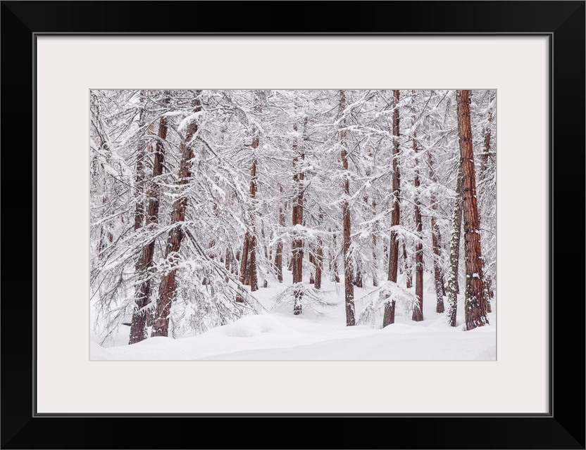 Snowy trees in a mountain larix forest. Livigno, Sondrio district, Lombardy, Alps, Italy