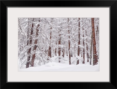 Snowy Trees In A Mountain Larix Forest, Livigno, Sondrio District, Lombardy, Alps, Italy