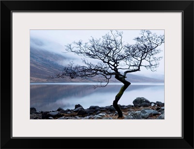 Solitary tree on the shore of Loch Etive, Highlands, Scotland, UK