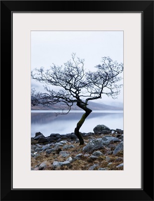 Solitary tree on the shore of Loch Etive, Highlands, Scotland, UK