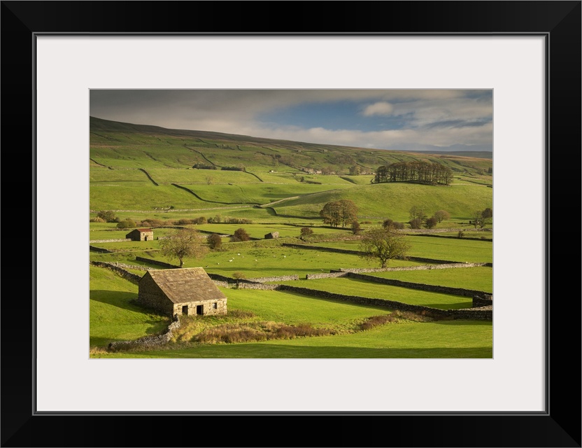 Stone barns and dry stone walls in beautiful Wensleydale in the Yorkshire Dales National Park, Yorkshire, England. Autumn ...