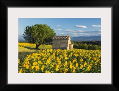 Sunflowers, Valensole Plateau, Provence, France