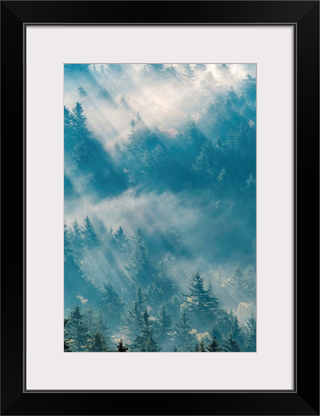 United States, North Carolina, Jackson County. Sunlight through evergreen trees in the Great Smoky Mountains near Bear Rid...