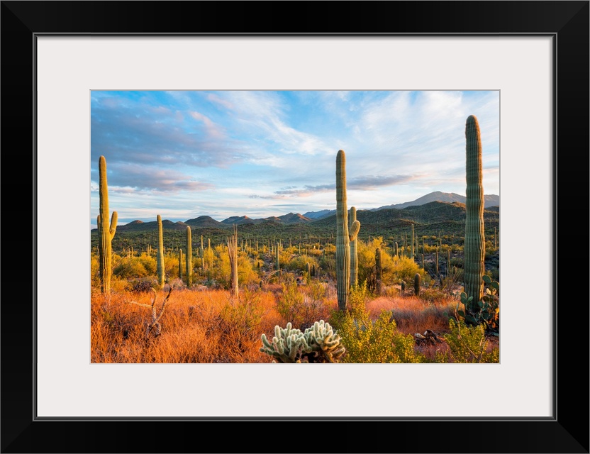 Sunset at Saguaro National Park, Tucson, Arizona, USA