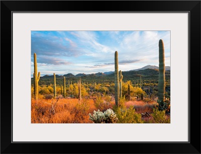 Sunset At Saguaro National Park, Tucson, Arizona