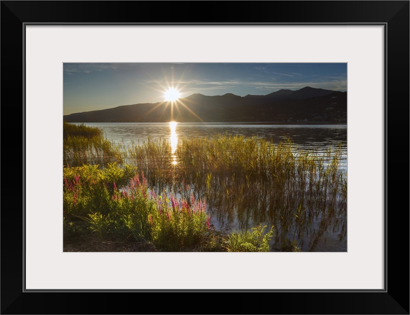 Sunset on Lake Pusiano from Bosisio Parini, Lythrum Salicaria in the foreground. Como and Lecco province, Brianza, Lombard...