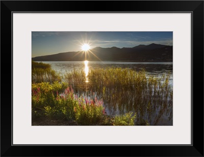 Sunset on Lake Pusiano from Bosisio Parini, Lythrum Salicaria in the foreground.