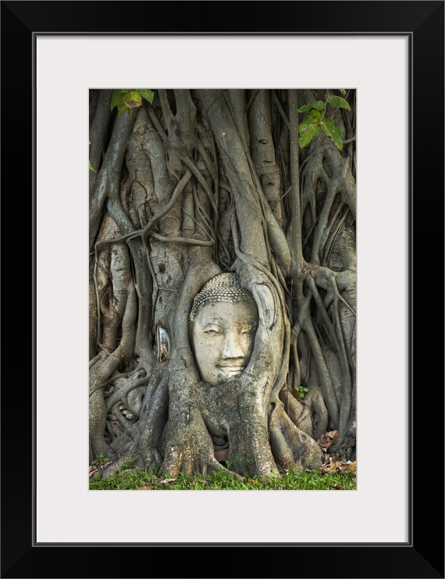 Thailand, Phra Nakhon Si Ayutthaya, Ayutthaya, Wat Mahathat, Buddha image in roots of Bodhi tree. UNESCO World Heritage site.