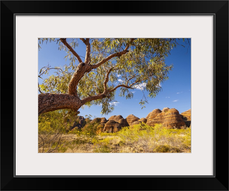 The beehive domes of The Bungle Bungles seen from the Domes Walk in Purnululu National Park. Purnululu National Park, Kimb...