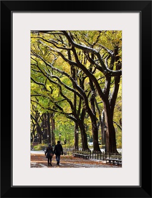 The Mall and Literary Walk with Elm Trees forming the avenue canopy, NY