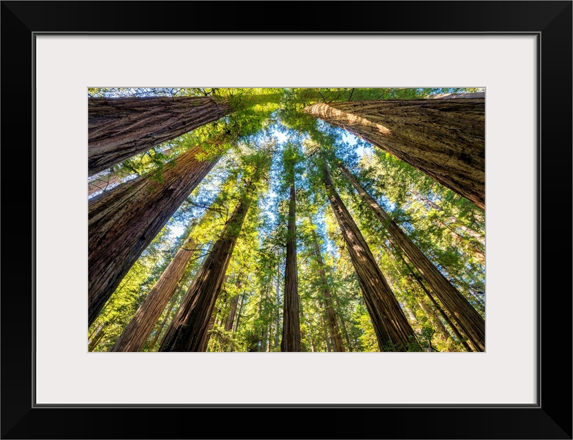 Towering Giant Redwood Trees, Jedediah Smith Redwood State Park, California, Usa